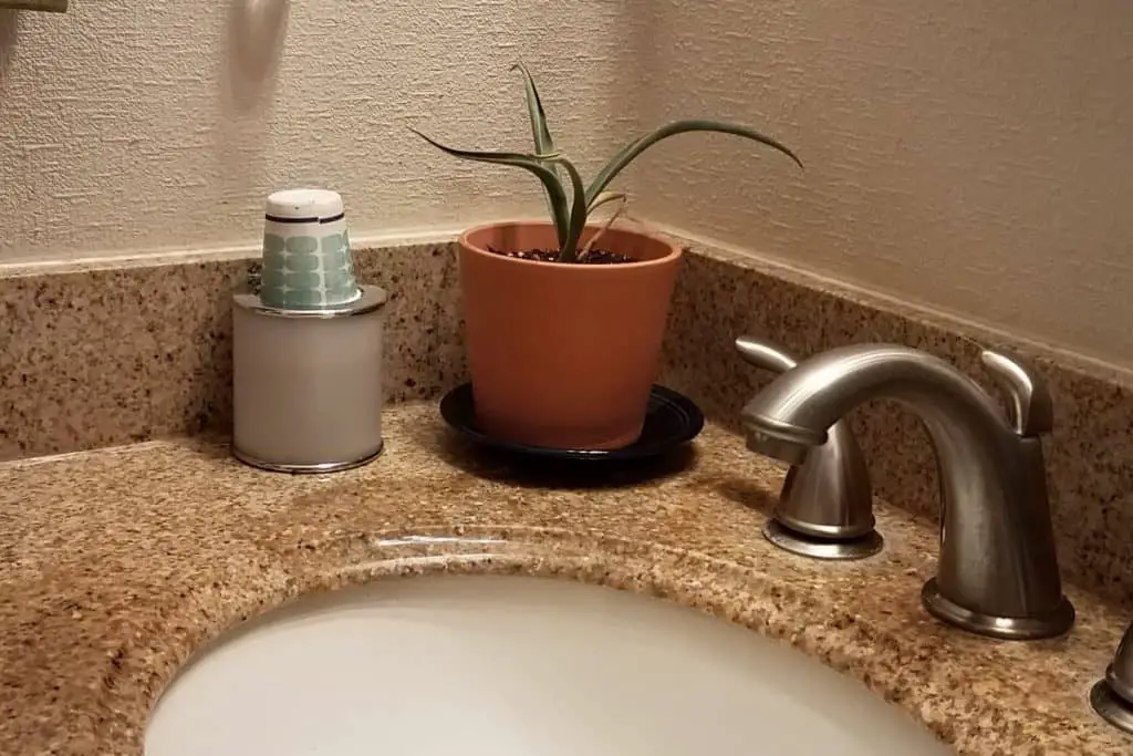 Can a Yucca Plant Live in a Bathroom - Luva Yucca
