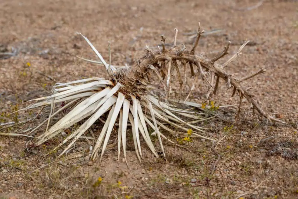 what-can-kill-a-yucca-luva-yucca