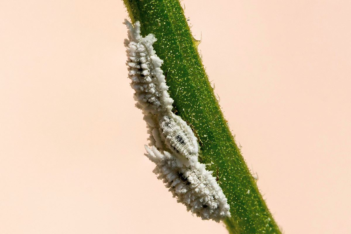 What are the Bugs on My Yucca - Luva Yucca