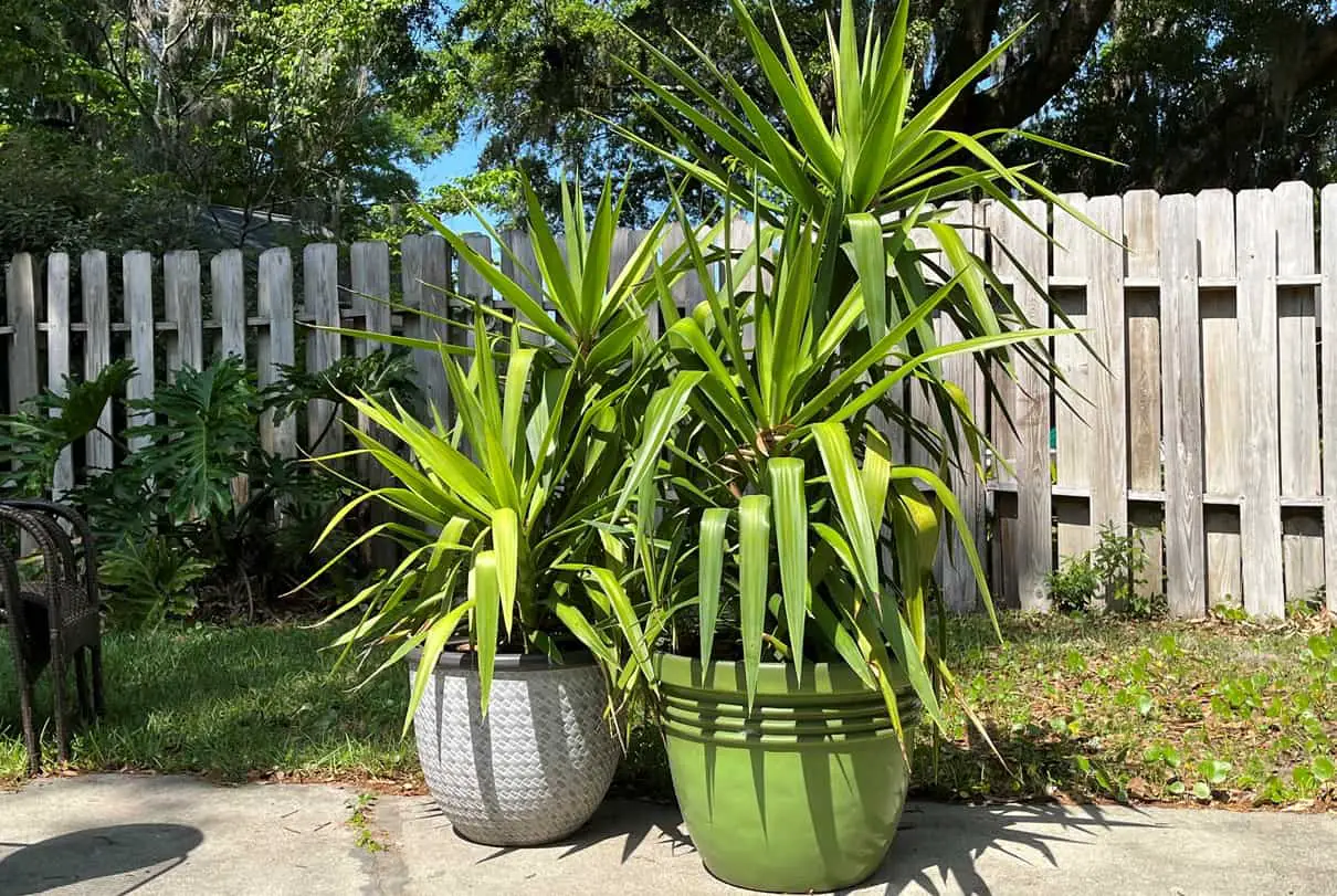 What are the Best Pots for a Yucca Luva Yucca