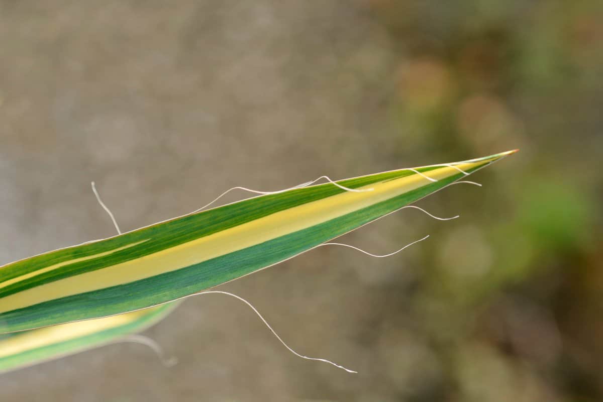 color guard leaf