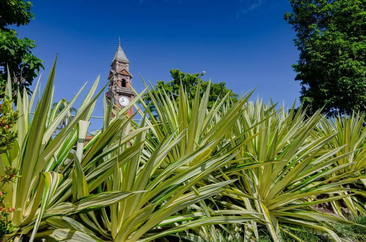 Yuccas in Australia