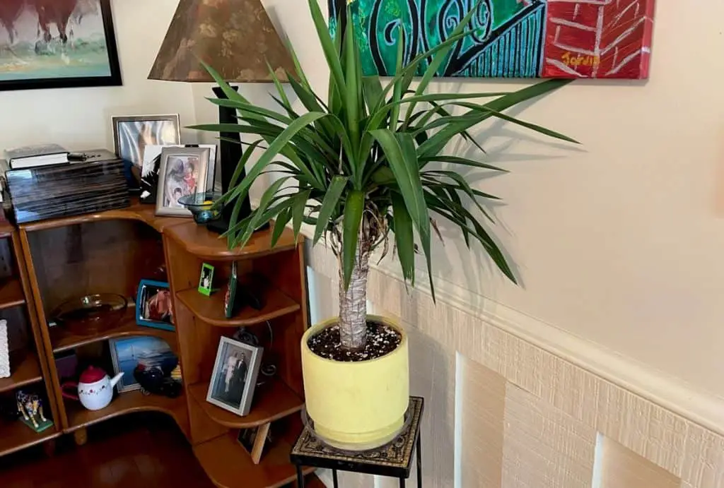 How to Care for Indoor Yucca - Luva Yucca